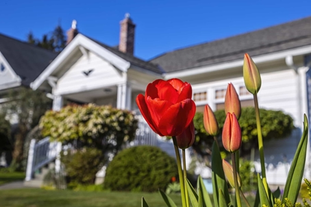 flowers in front of a house
